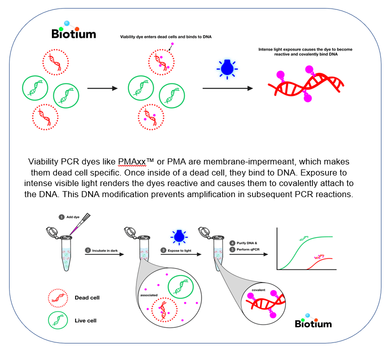 Viability PCR dyes like PMAxx™ or PMA are membrane-impermeant