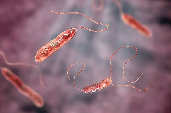 Stenotrophomonas maltophilia outbreak